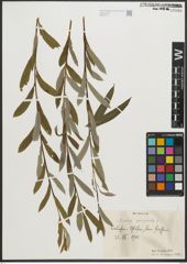 Foto von Salix purpurea L.